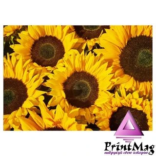 Квартальний календар на 2026 рік "Соняшники" К013